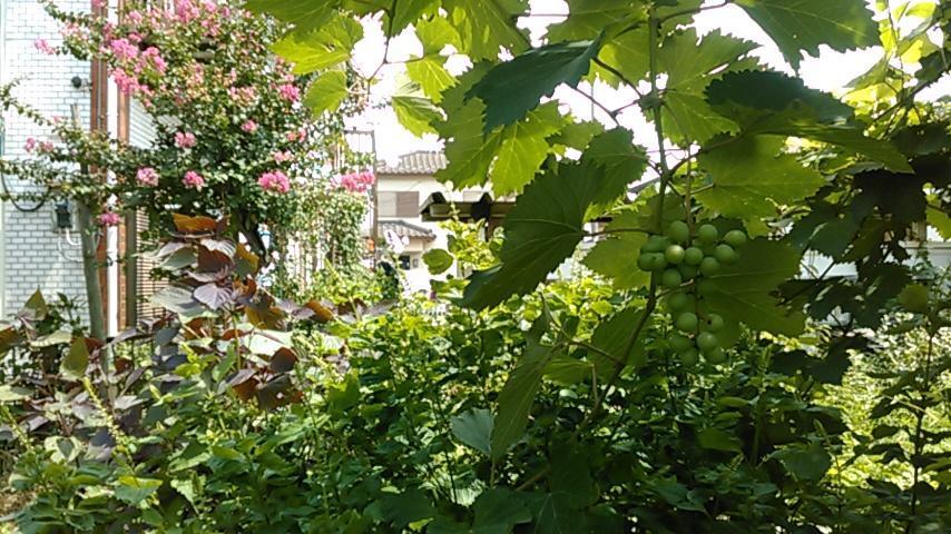 "Cherry House" Is Direct To Narita,Haneda Ap, Disney, Asakusa, Skytree Tower, Tokyo Matsudo Exteriör bild